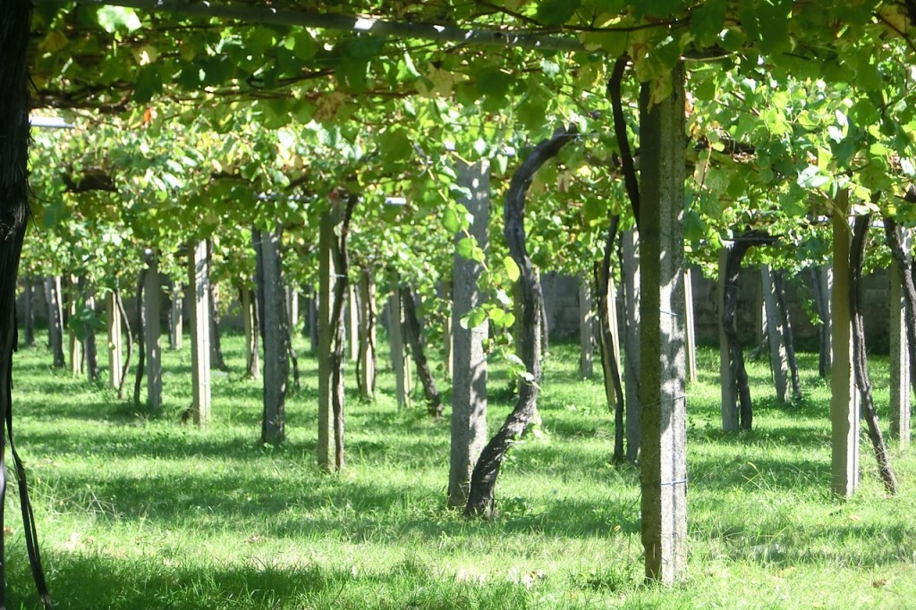 D.O. Rias Baixas 2014