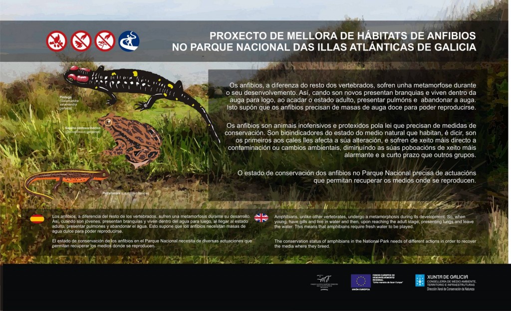 Medio Ambiente está a levar a cabo importantes actuacións de conservación de anfibios no Parque Nacional das Illas Atlánticas de Galicia