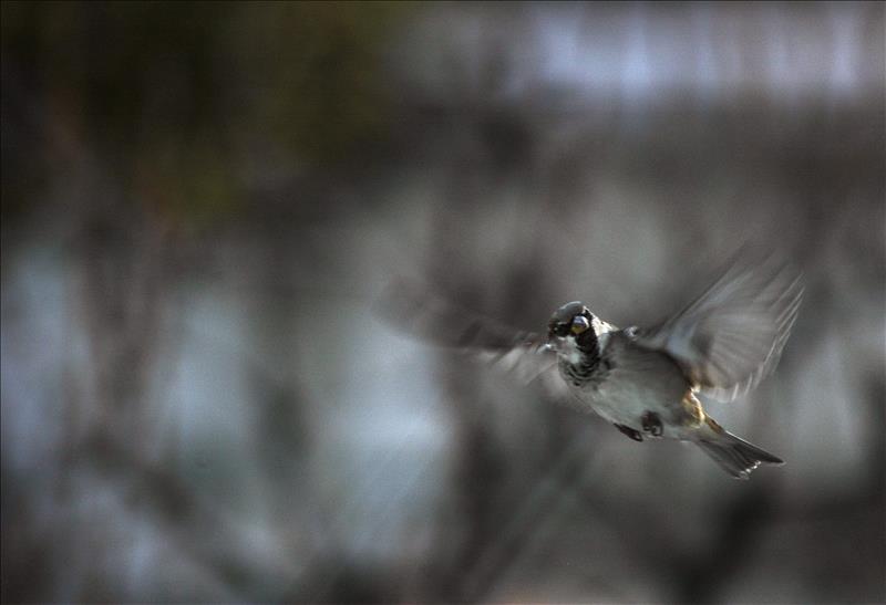 SÉ/BirdLife-aposta-minimizar-hostilidade-urbana-coas-aves-gorrión