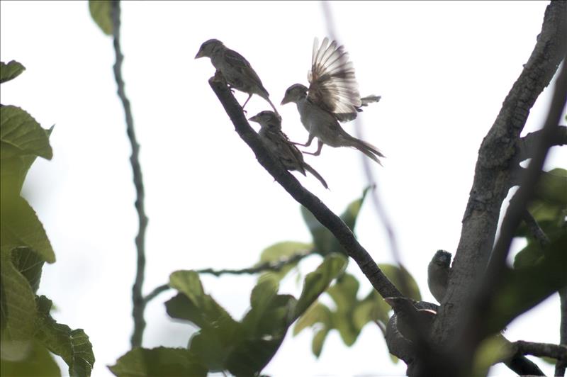 SÉ/BirdLife-aposta-minimizar-hostilidade-urbana-coas-aves-gorrión