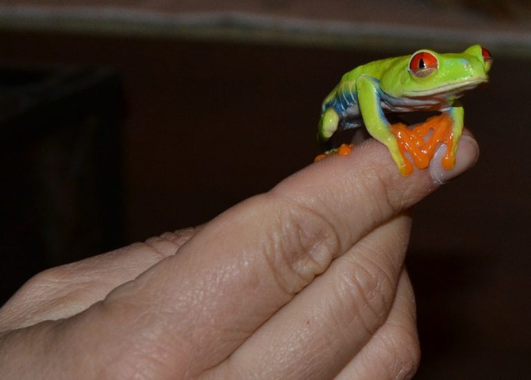 reptigalia-chega-a-tui