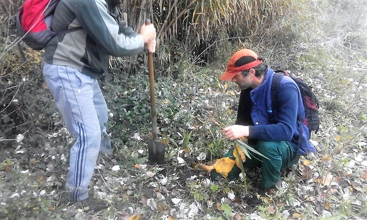 tomino-acada-financiacion-autonomica-e-europea-para-controlar-a-flora-exotica-invasora-na-ribeira-do-mino