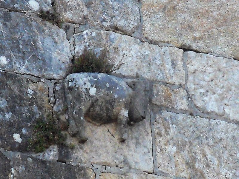 Boi Baiona Fortaleza