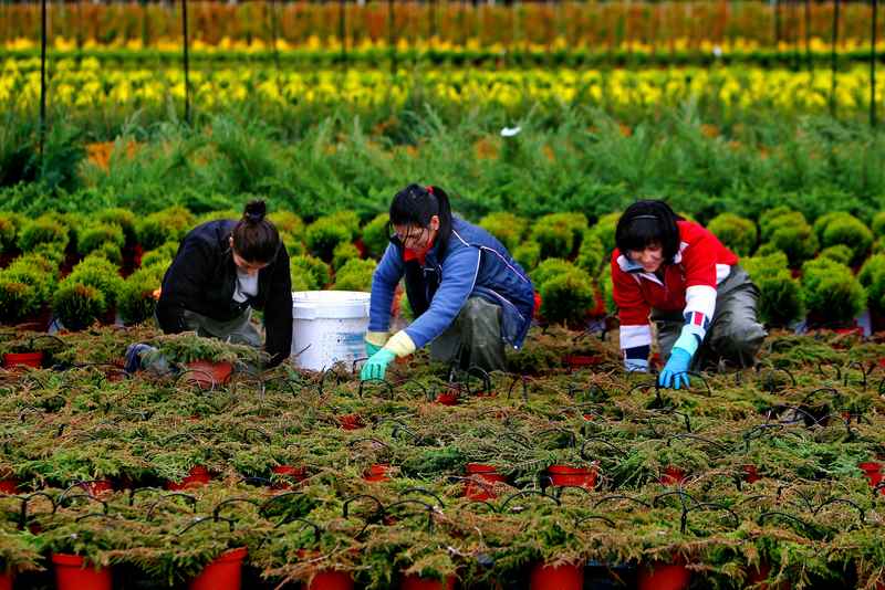 unha-vintena-de-profesionais-da-xardineria-visitaran-os-viveiros-tomineses