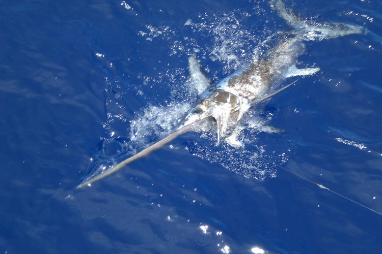 a-direccion-xeral-de-ordenacion-pesqueira-concede-o-ambito-europeo-a-organizacion-de-palangreiros-guardeses-or-pa-gu