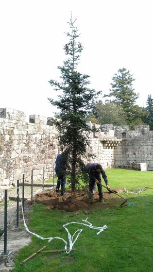 xardin-botanico-castelo-soutomaior-acolle-duas-novas-especies-arbores