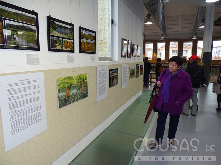 mercado-tomino-acollle-unha-exposicion-patrimonio-arqueoloxico-da-provincia