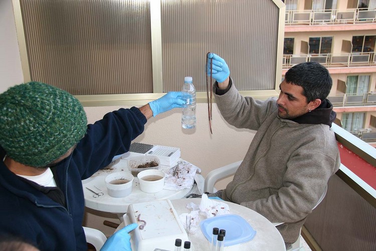 investigadores-da-universidade-achan-duas-novas-especies-minocas-terra-e-proponen-dous-novos-xeneros