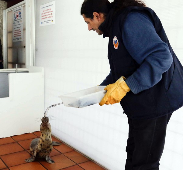 guardesina-unha-femia-lobo-marino-apareceu-varada-na-guarda-recuperase-no-cemma-nigran