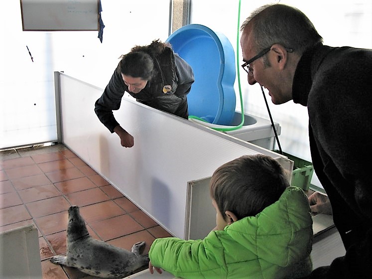 guardesina-unha-femia-lobo-marino-apareceu-varada-na-guarda-recuperase-no-cemma-nigran