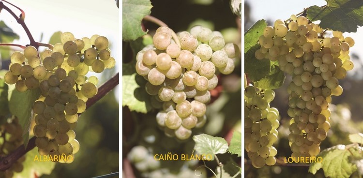 feira-do-vino-do-rosal-aumenta-sua-relevancia-nomeada-festa-interese-turistico-autonomico