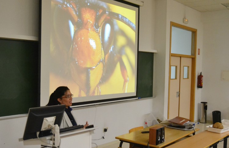 velutina-estableceu-mais-21-000-ninos-galicia-cinco-anos