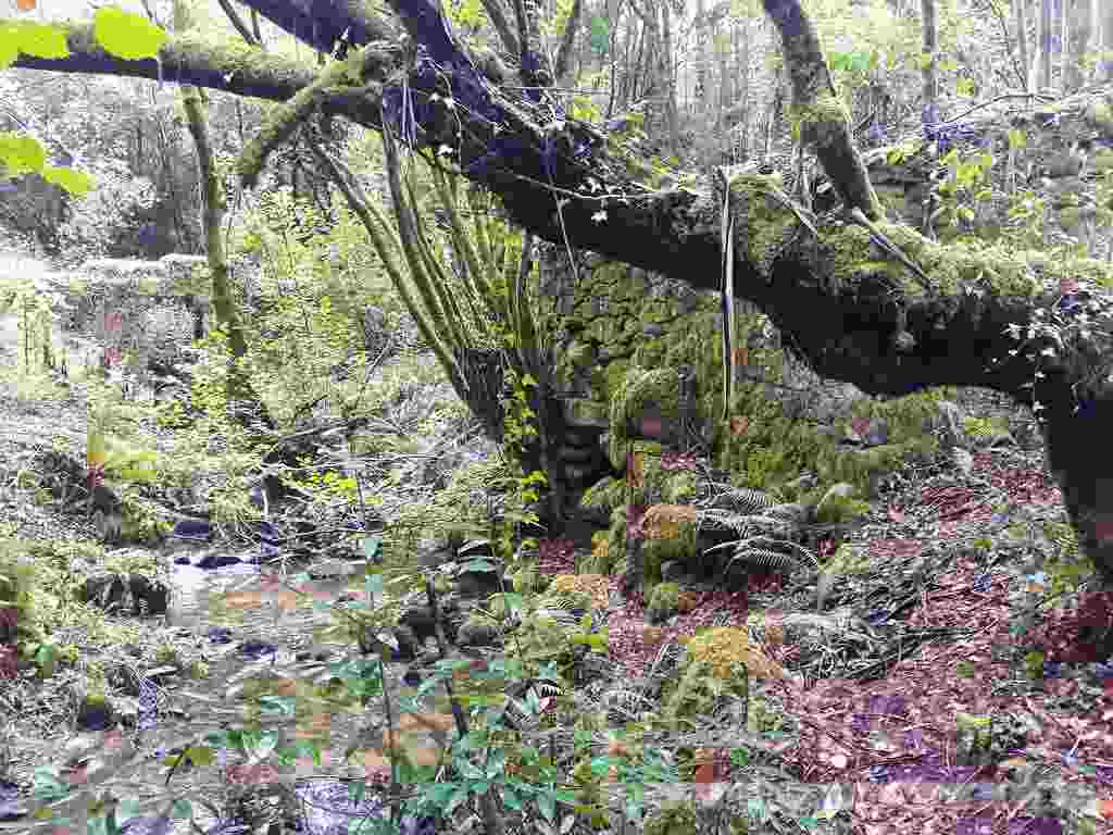 Couso, unha paraxe máxica no centro do Val Miñor 