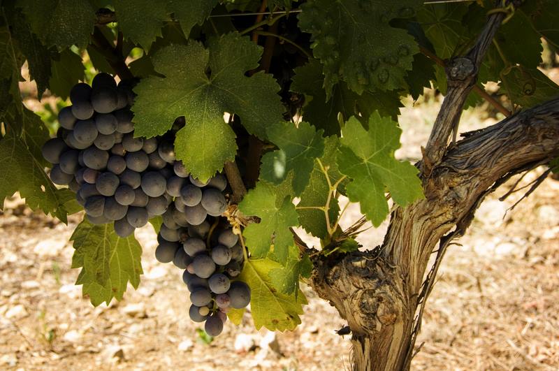 Un total de 54 adegas galegas recibirán axudas por 3,1 millóns de euros do programa de apoio ao sector vitivinícola español