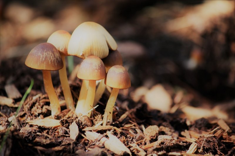 Roteiro micolóxico polo futuro Parque Forestal 'Os Matos-Río Táboas' de Nigrán