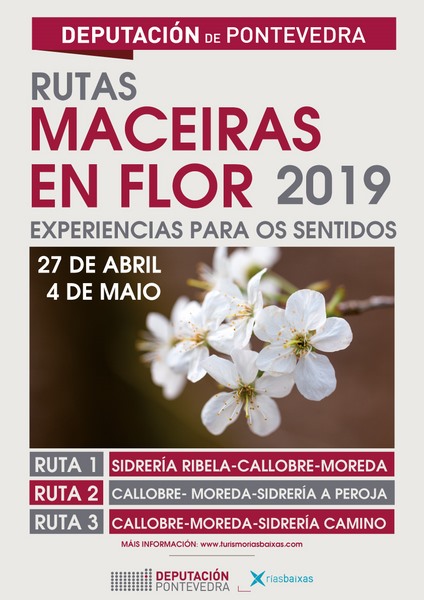 A II edición da 'Ruta das Maceiras en Flor' tendrá este ano tres itinerarios polo concello da Estrada