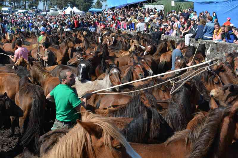 A tempada de curros en Oia comeza este domingo na Valga