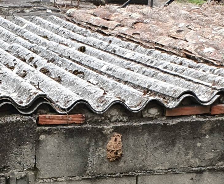 Porriño retirou dende xuño perto dun centenar de niños de velutinas