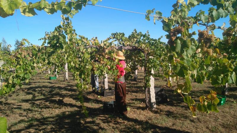 Comeza a vendimia no Castelo de Soutomaior