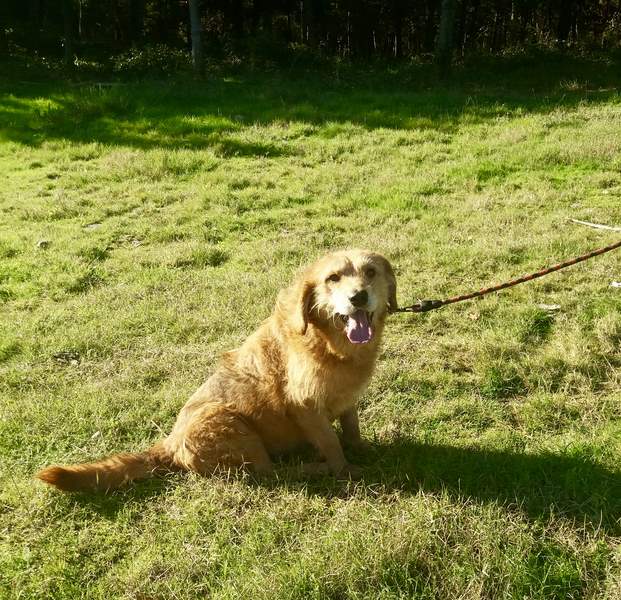 Récord de adopcións no Centro de Acollida e Protección de Animais da Deputación de Pontevedra 