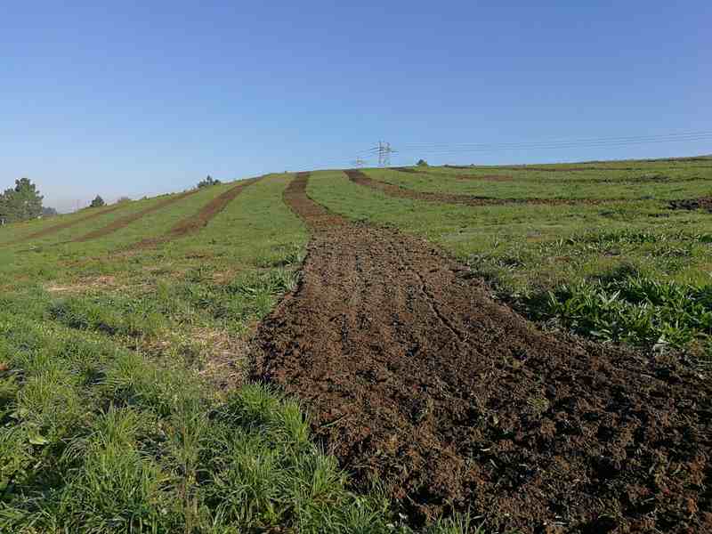 A plantación dun milleiro de piñeiros completarán a restauración da Canteira Ferro e a súa devolución ó Concello do Porriño