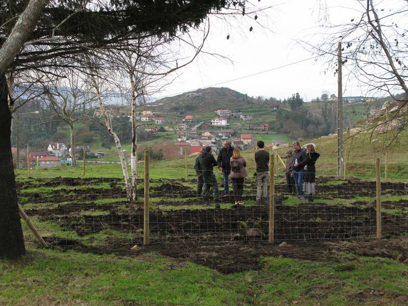 Un proxecto experimental coloca unha plantación de froitos do bosque a unha parcela de monte recuperada de Chandebrito tras os incendios