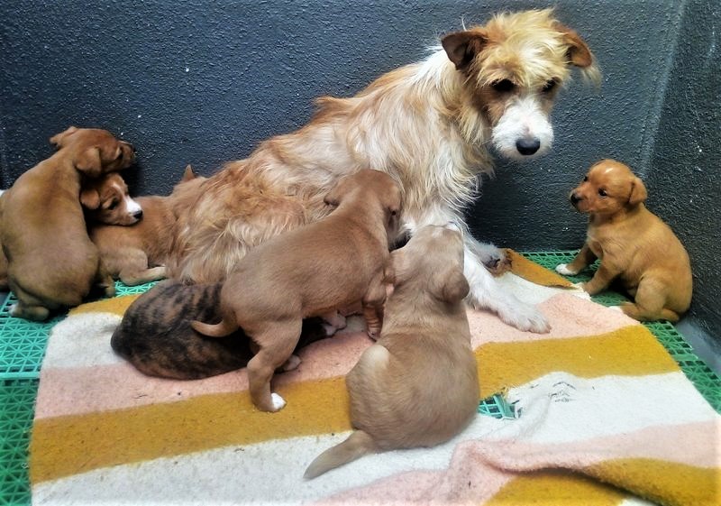 Final feliz para Lara e os seus 7 cachorros
