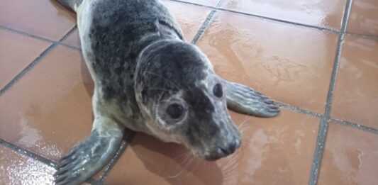 ‘Rube’ e ‘Pabbar’ dous cacforros de lobo mariño, recupéranse en Nigrán antes de poder regresar a mar aberto