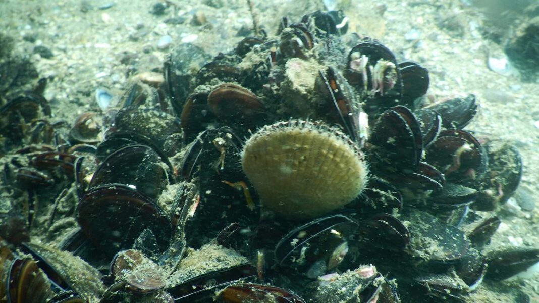 O proxecto PuertAlMar deseña un programa divulgativo sobre a importancia dos ecosistemas mariños portuarios