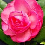 Camelia Soutomaior
