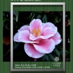 Tui-Camelia_2023 CARTEL (Copiar)