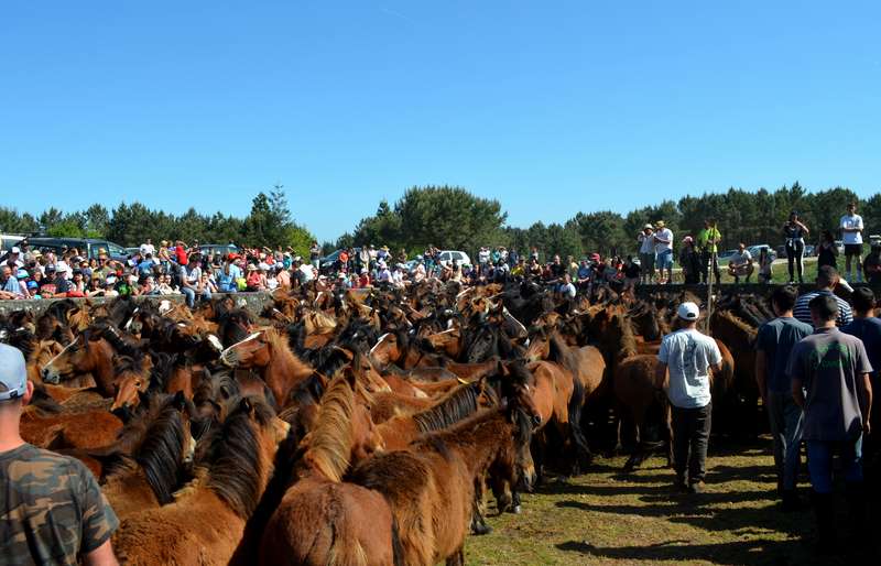 Os curros volven a Oia este domingo co “das moscas” da Valga