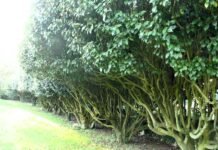 a-xunta-incorpora-ao-catalogo-de-arbores-senlleiras-tre-exemplares-nos-concellos-da-mezquita-mondariz-e-pontevedra-e-cinco-formacions-en-viagarcia-de-arousa